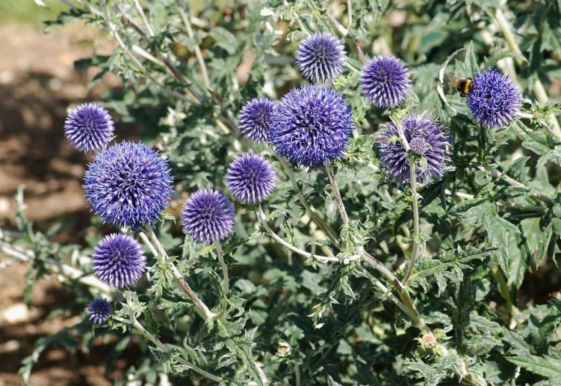 Blaue Kugeldistel, Echinops ritro subsp. Ruthenicus, etnobotanika